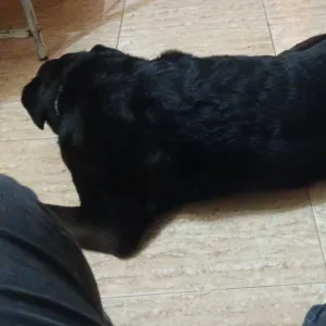 Busco un paseador para misndos perros