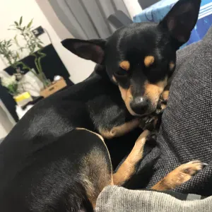 cerco dog sitter a Giugliano in Campania 