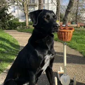 Poste pour un(e) dog-sitter - Petsitter à Épinay-sur-Seine