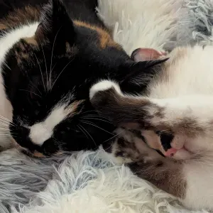 Looking for a cat sitter in Santiago de Compostela