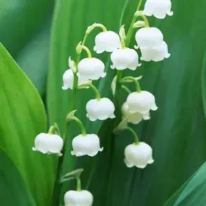 Employée de ménage sur Romorantin et alentours 