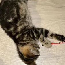 Étudiante expérimentée donnant des cours particuliers