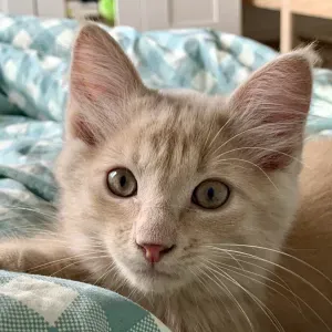 Recherche pet-sitter pour rendre visite à mon chaton 