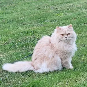 Pet Sitter sur ARRAS ET ses alentours