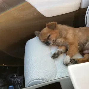 Lavoro per adetto alle pulizie a Pesaro