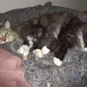 Hobby walk or sitt service for cats or small dogs 