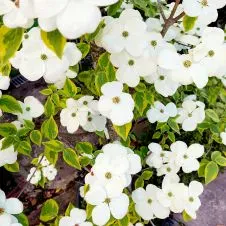 Pesquise um(a) empregada doméstica em Barcelos