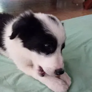Petsitter à Lorgues et alentours