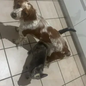 Garde d'animaux à mon domicile 