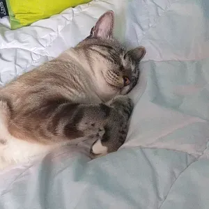 Catsitter Paris et dans le 94 