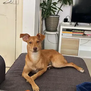 Petsitter job Lisboa