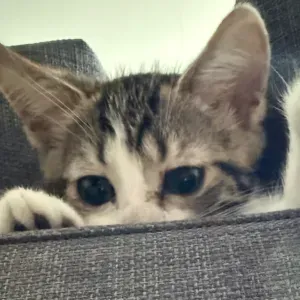 Cherche personne pour garde chaton 