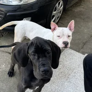 Pet sitter approuvé par les chiens, validé par les chats