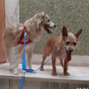 Procuro petsetting para dois patudos 