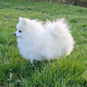 Recherche pet sitter