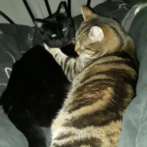 Pet-Sitter et Dog-Walker près de Tourcoing