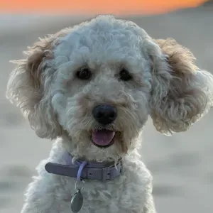 Pet Sitter/Boarding for a lovely mini  Goldendoodle