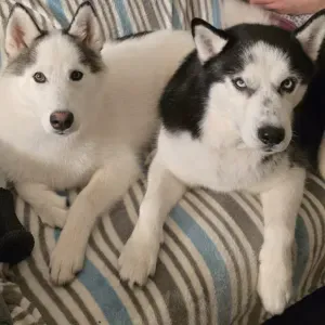 Cuidador de 2 Huskys