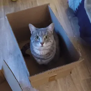 Recherche visites pour ma minette