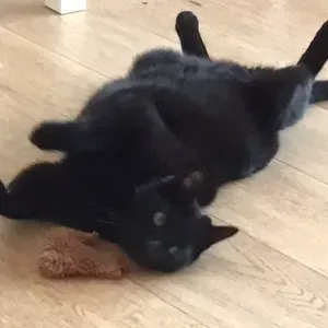 Cerco un Cat sitter