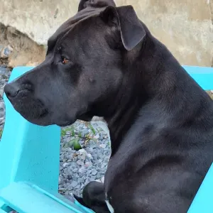 Agent d'entretien polyvalentes