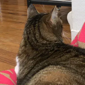 Baby sitter-pet sitter dans le 86. 