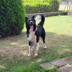 Lavoro pulizie a Varallo Pombia