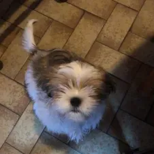 Garde de vos loulous