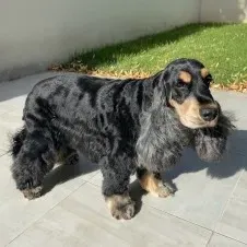 Garde d'un cocker pour août