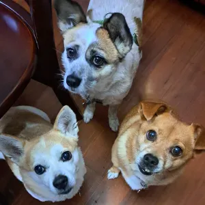 I did pet sitting at China,Thailand and Myanmar.