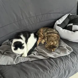 Visite à domicile pour deux chats