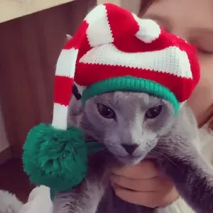 Cerco cat sitter per Il mio micio Blu di Russia