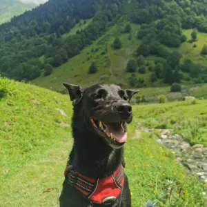 Recherche d'un pet sitteur pendant le festival d'Aurillac