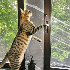 Cat-sitter / Esch-sur-Alzette 