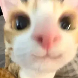 Pet Sitting Napoli/Giugliano/Zona vomero