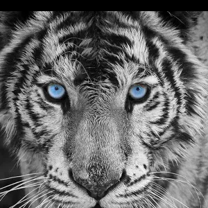 Je cherche un(e) petsitter près de chez moi