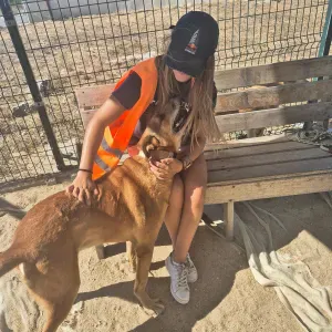 Dog Walking and other services in Sesimbra