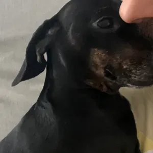 Dog Sitter (4 July -14 July 2025)