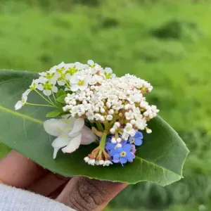 Baby sitter à la recherche d'une famille 