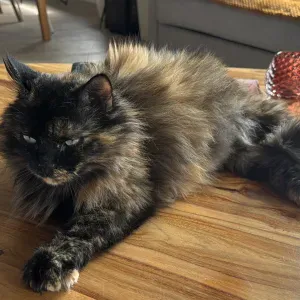 À la recherche d'une garde pour mon chat