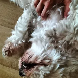 Pet-sitter à Montreuil dispo immédiatement 