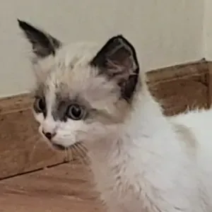 Pet-Sitter passionné et amoureuse des animaux 🫶🥰 