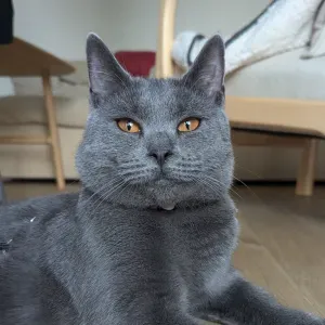 Recherche petsitter pour ma chatte Alma