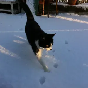 Baby-sitter expérimentée sur Paris 