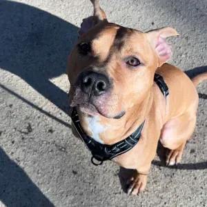 Pett sitter aux alentours de Paris 