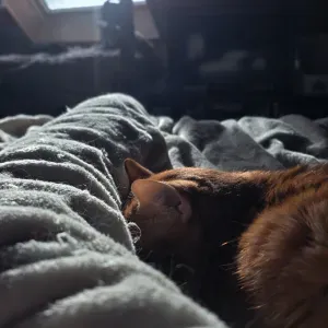 Pet-sitter sur la Creuse ( 23000)