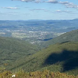 Petsitter, opieka nad zwierzętami 