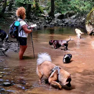 Petsitter au poil chien/chat/autres