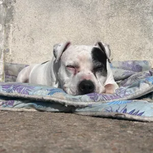 Recherche Petsitter