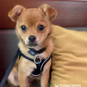 Emploi de Petsitter Châteaulin